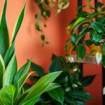 best indoor plants for low light